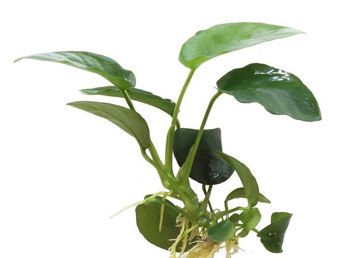 assorted anubias - anubias barteri - cradle coast pet & aquarium