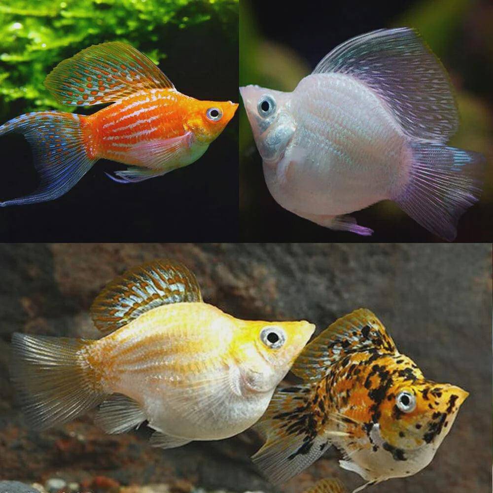 assorted balloon molly - poeciliidae sphenops - cradle coast pet & aquarium