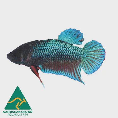 assorted betta - female - betta splendens - cradle coast pet & aquarium