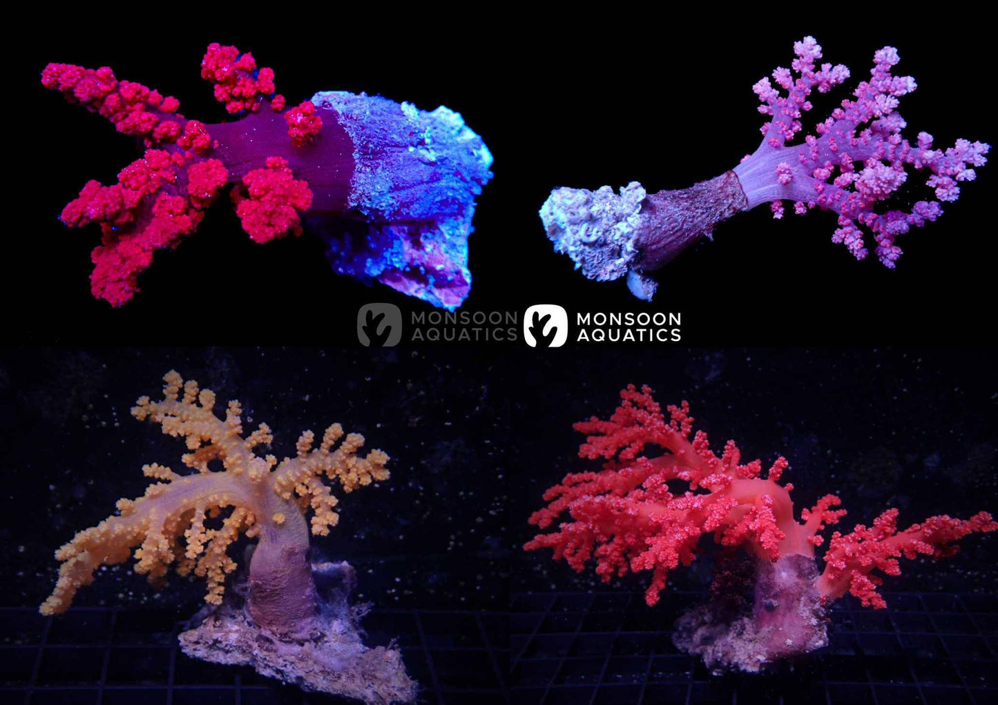 assorted carnation soft coral - dendronepthya sp. - cradle coast pet & aquarium