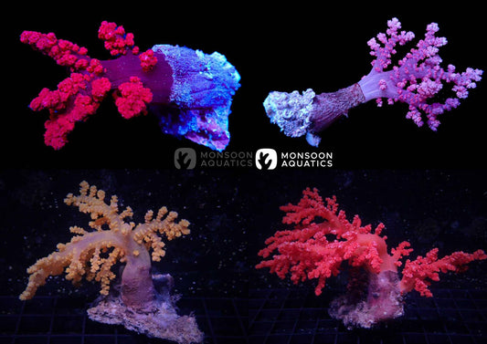 Assorted Carnation Soft coral - Dendronepthya sp. - Cradle Coast Pet & Aquarium