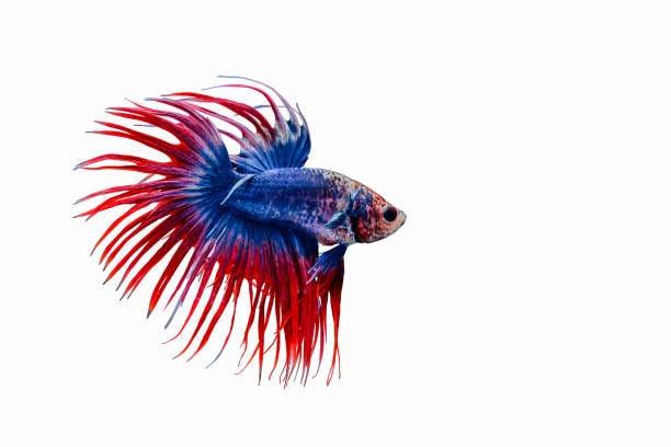 assorted crowntail betta - betta splendens - cradle coast pet & aquarium