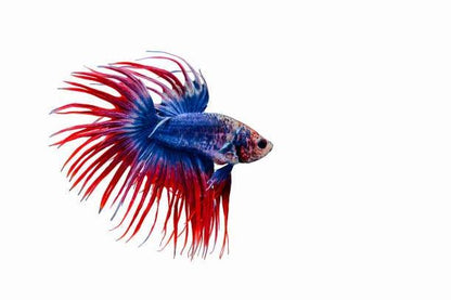 Assorted Crowntail Betta - Betta splendens - Cradle Coast Pet & Aquarium