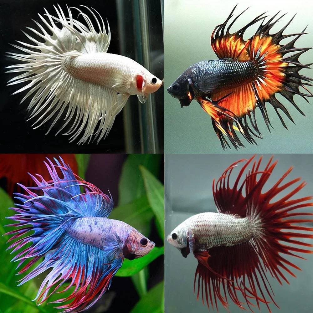 assorted crowntail betta - betta splendens - cradle coast pet & aquarium