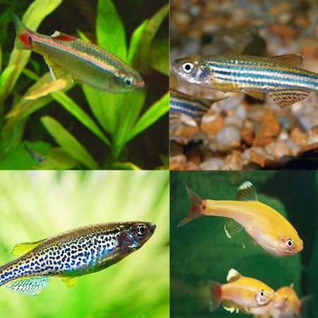 Freshwater Fish | Assorted Danio - Brachydanio sp. | Cradle Coast Pet & Aquarium