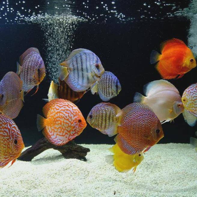 assorted discus - symphysodon sp. - cradle coast pet & aquarium