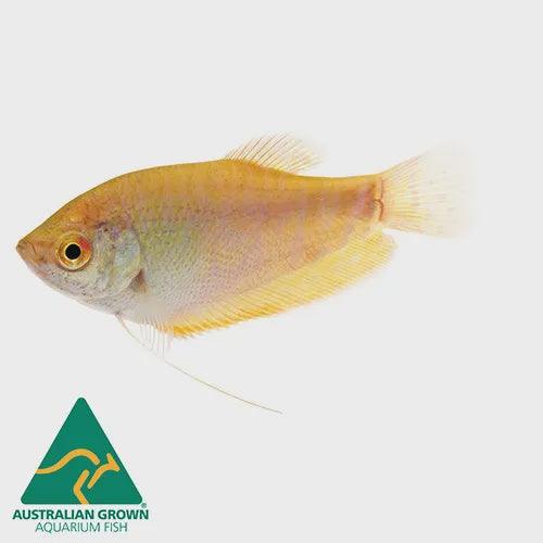 assorted gourami - trichogaster sp. - cradle coast pet & aquarium