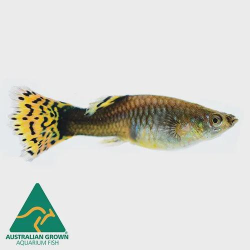 assorted guppy female - poecilia reticulata - cradle coast pet & aquarium