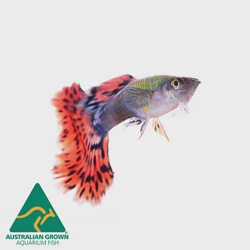 assorted guppy male - poecilia reticulata - cradle coast pet & aquarium