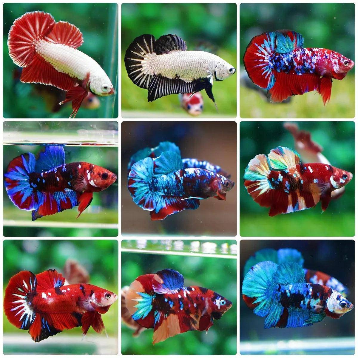 assorted hmpk betta - cradle coast pet & aquarium