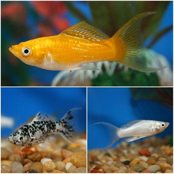 assorted lyretail molly - poecilia latipinna - cradle coast pet & aquarium