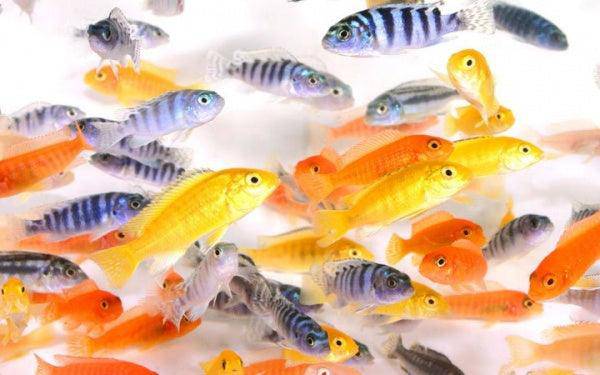 assorted malawi cichlid - cradle coast pet & aquarium