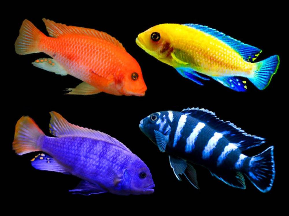 assorted malawi cichlid - cradle coast pet & aquarium