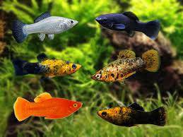 assorted molly - poecilia latipinna - cradle coast pet & aquarium