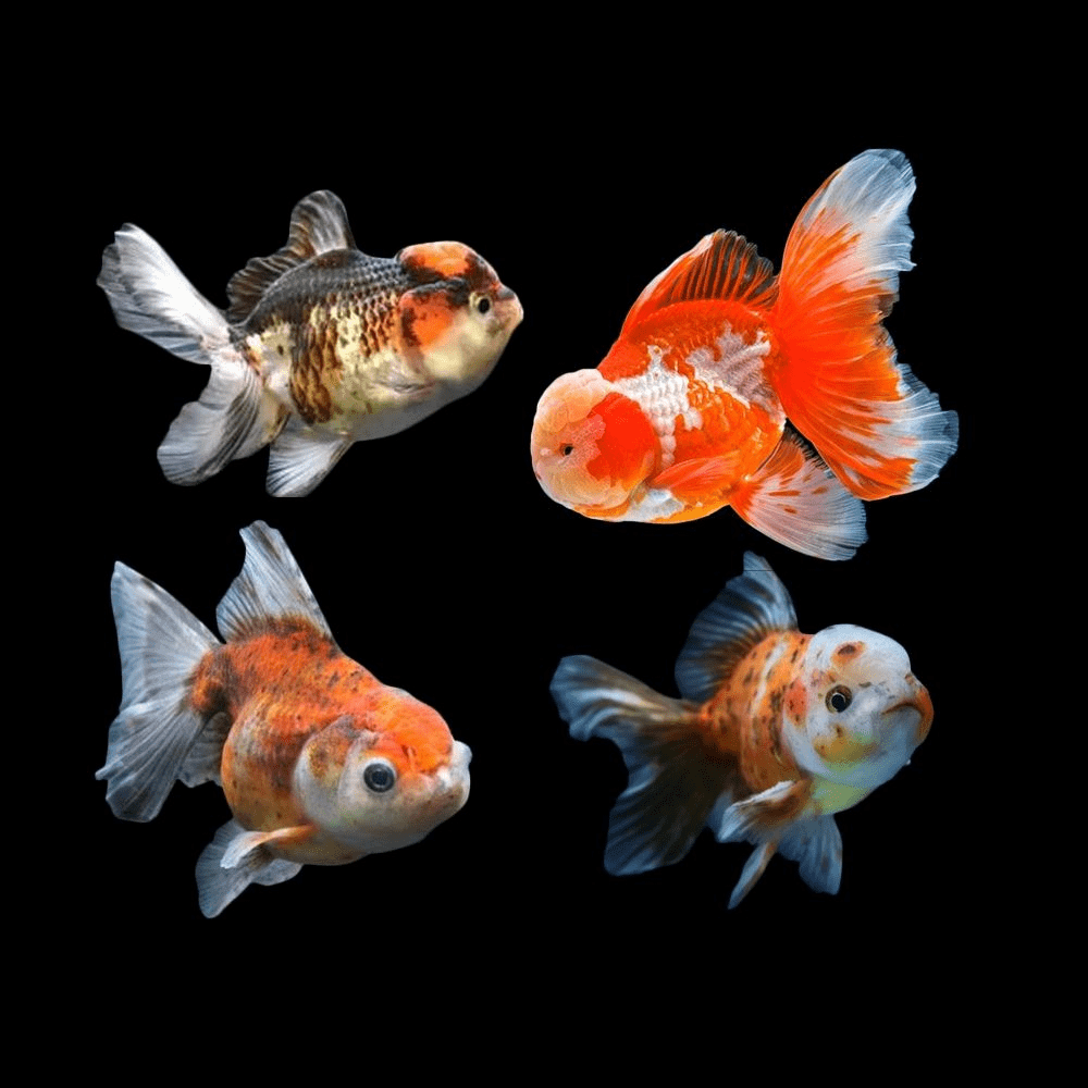 assorted oranda - carassius auratus - cradle coast pet & aquarium