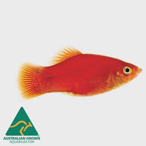 assorted platy - xiphophorous maculatus - cradle coast pet & aquarium