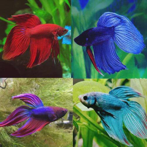 assorted veil tail betta - betta splendens - cradle coast pet & aquarium