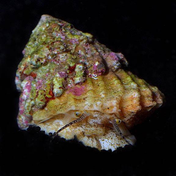 astraea 'turbo' snail - astraea sp. - cradle coast pet & aquarium