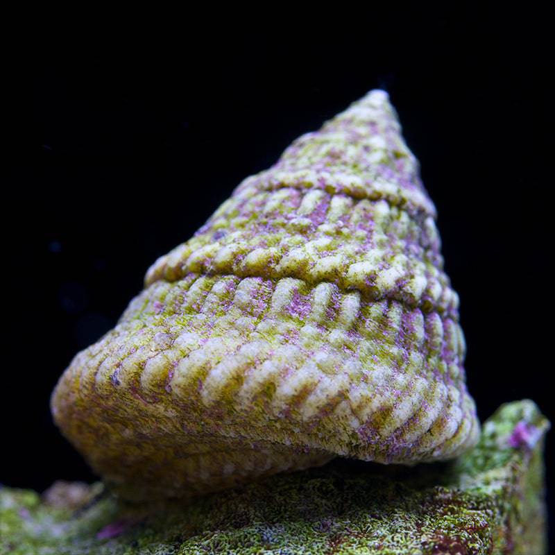 astraea 'turbo' snail - astraea sp. - cradle coast pet & aquarium