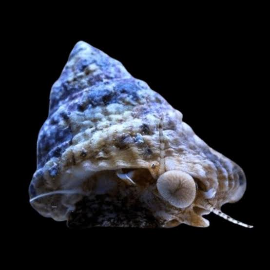 astraea 'turbo' snail - astraea sp. - cradle coast pet & aquarium