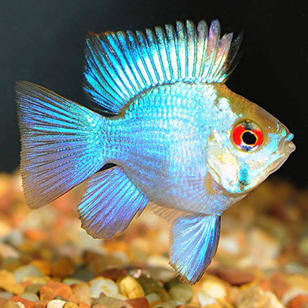 neon blue balloon ram - mikrogeophagus ramirezi - cradle coast pet & aquarium