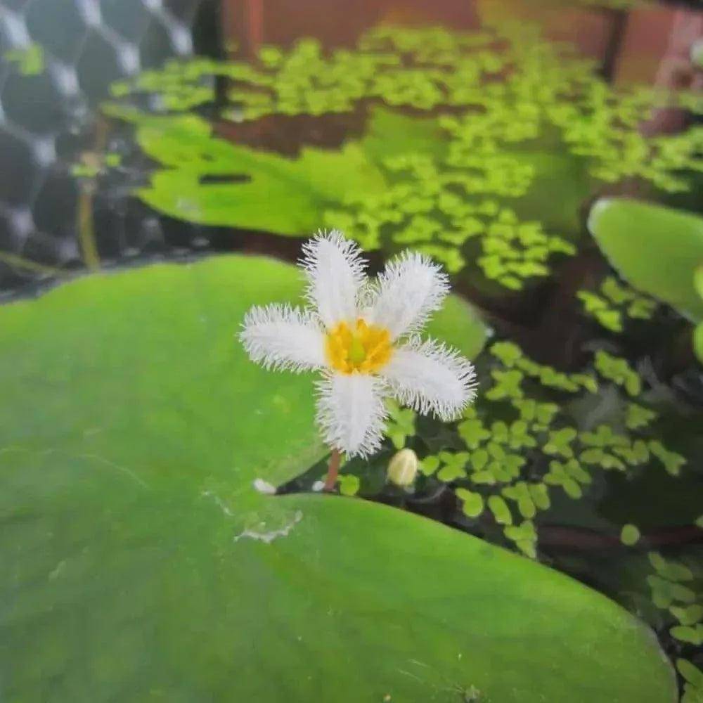 banana lily - nymphoides aquatica - cradle coast pet & aquarium