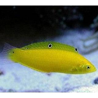 yellow 'banana' wrasse - halichoeres chrysus - cradle coast pet & aquarium