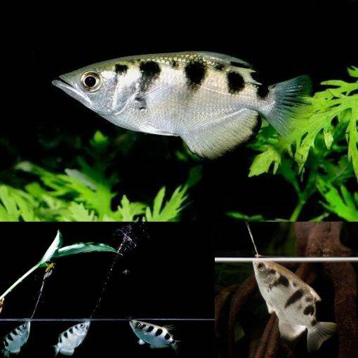 banded archer fish - toxotes jaculatrix - cradle coast pet & aquarium