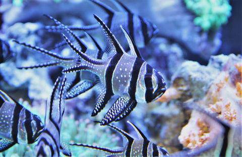 banggai cardinal - pterapogon kauderni - cradle coast pet & aquarium