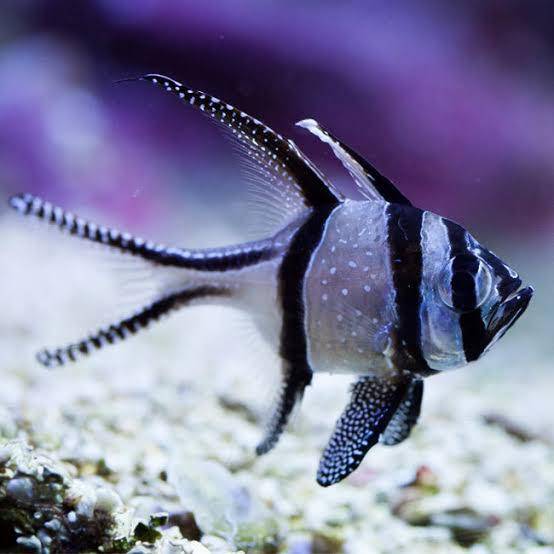 banggai cardinal - pterapogon kauderni - cradle coast pet & aquarium