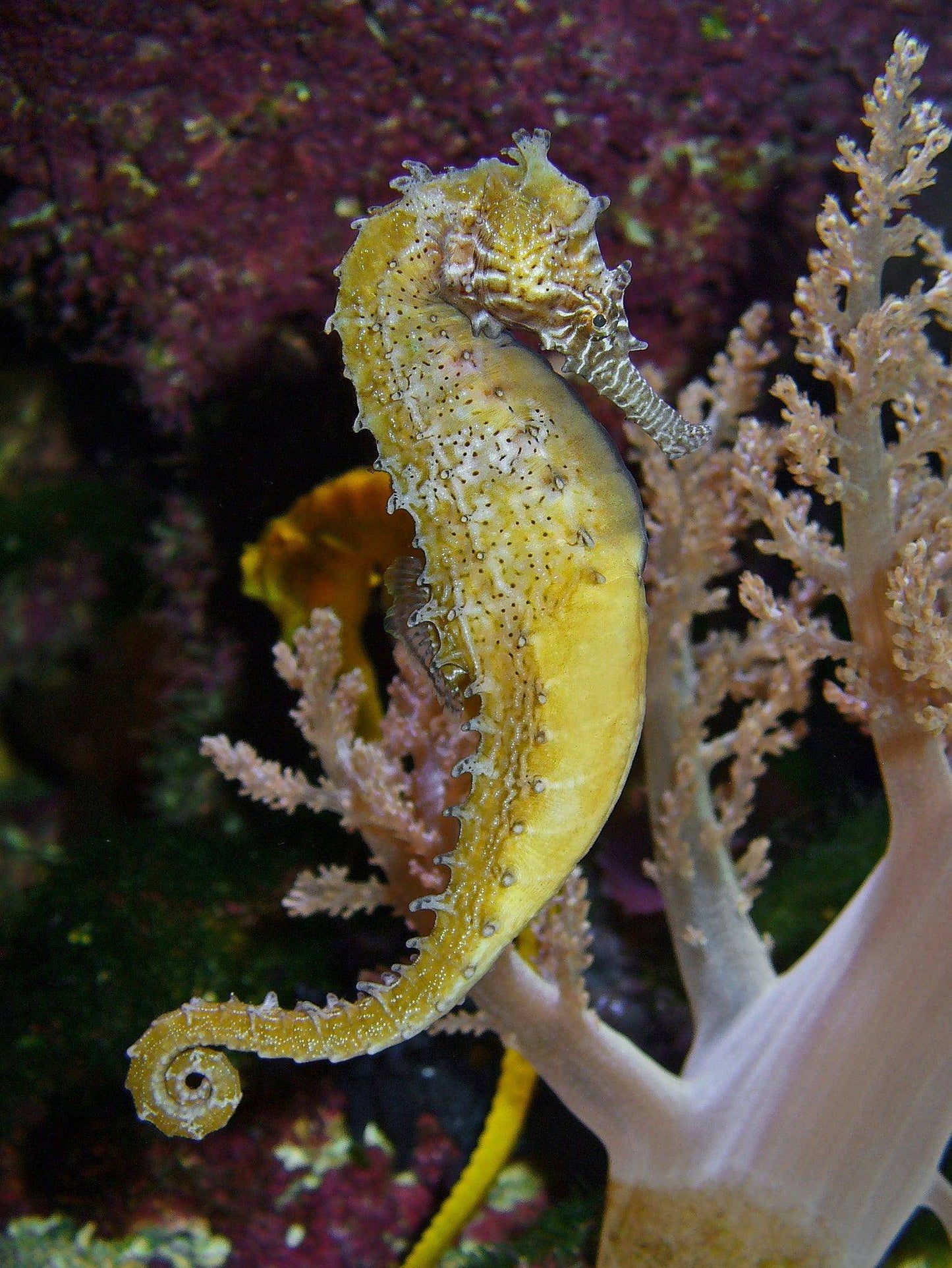 barbours seahorse - hippocampus barbouri - cradle coast pet & aquarium