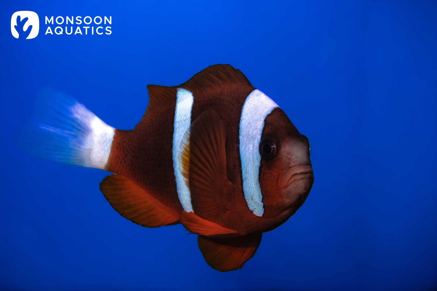 barrier reef clownfish - amphiprion akindynos - cradle coast pet & aquarium