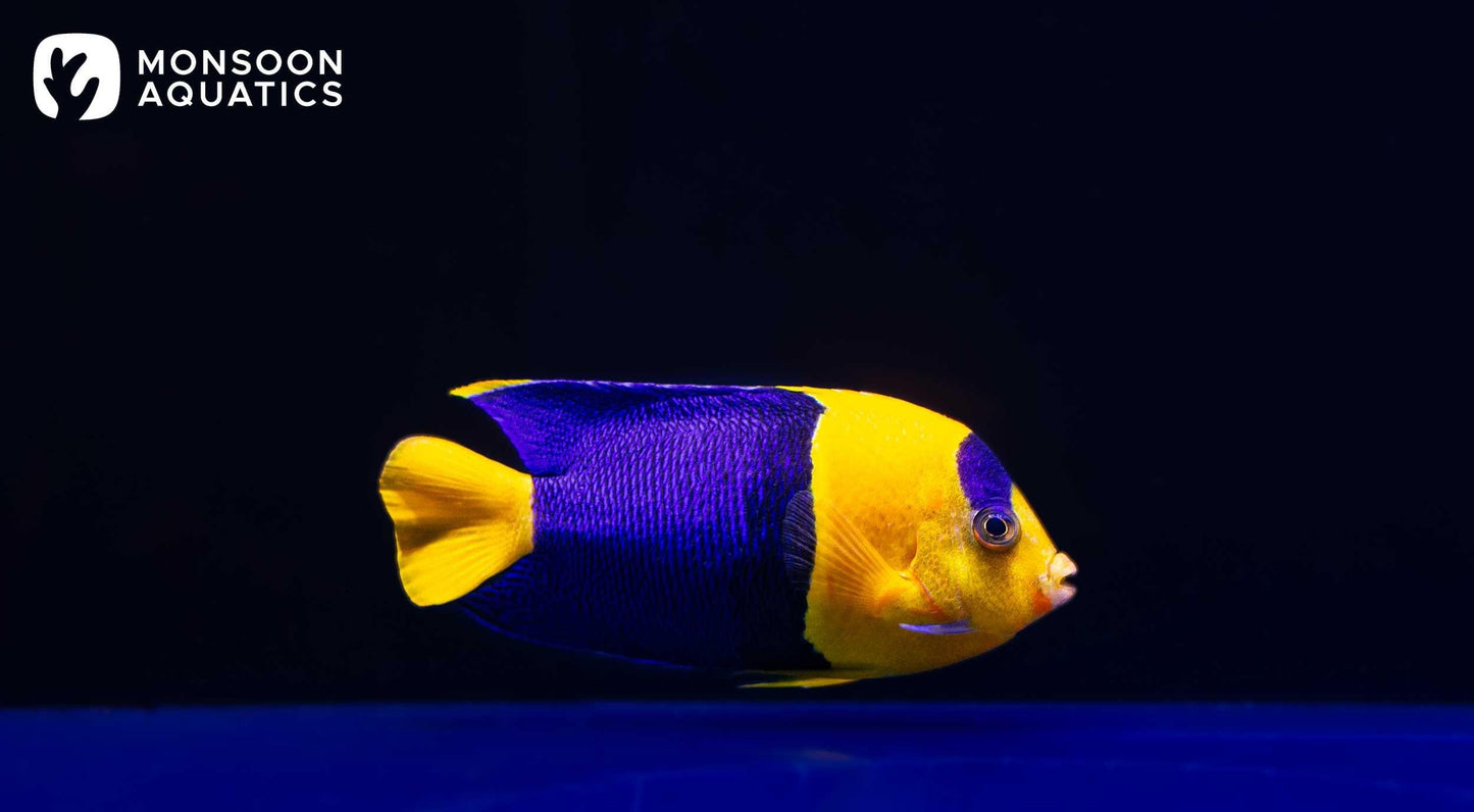 bicolor angelfish - centropyge bicolor - cradle coast pet & aquarium