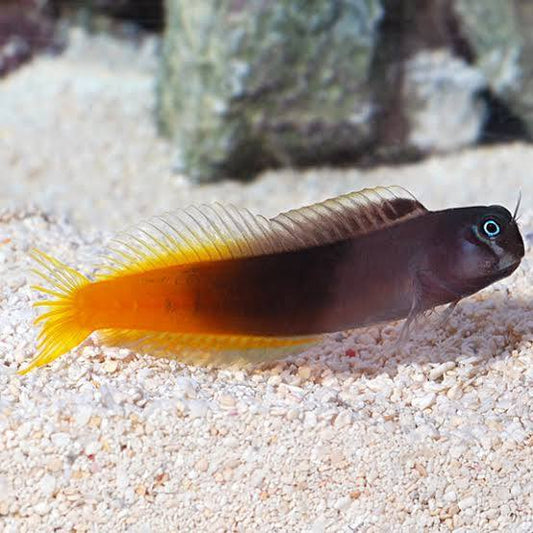 Marine Fish|Bicolour Blenny - Ecsenius bicolor|Cradle Coast Pet & Aquarium