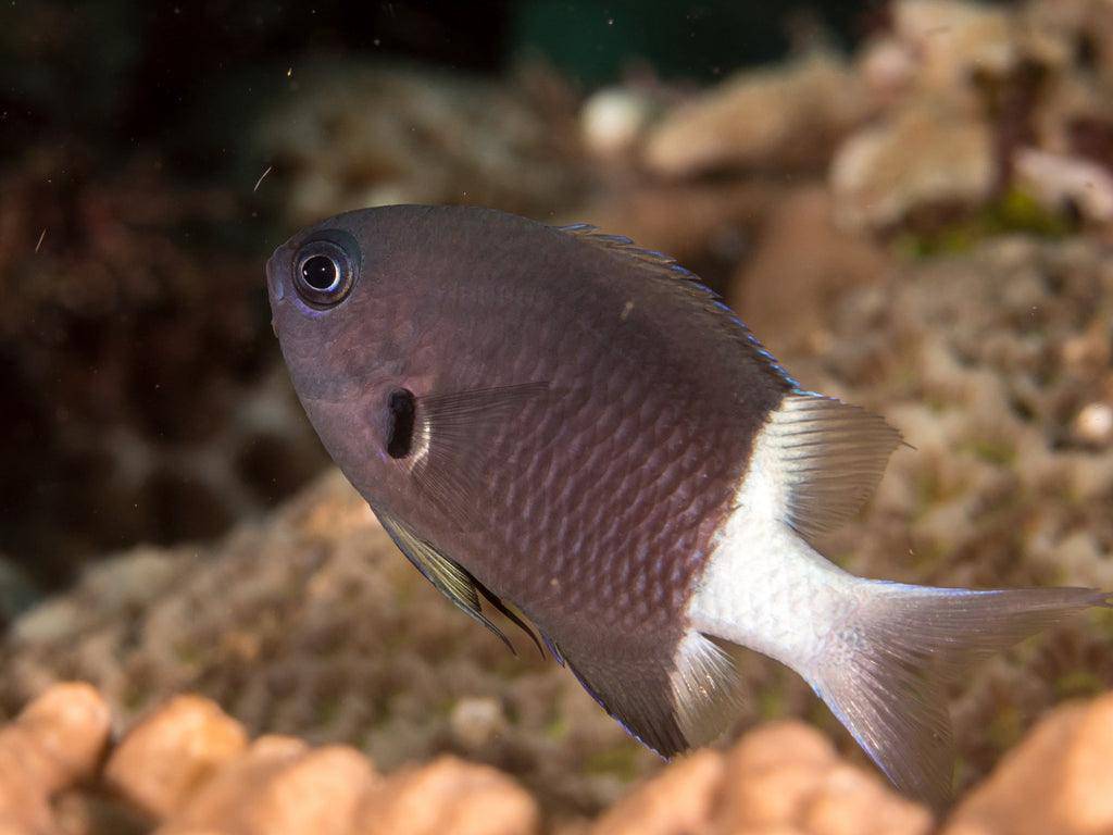 bicolour chromis - chromis margaritifer - cradle coast pet & aquarium