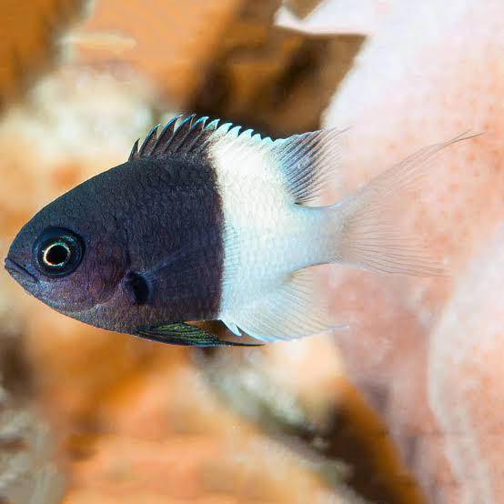 bicolour chromis - chromis margaritifer - cradle coast pet & aquarium