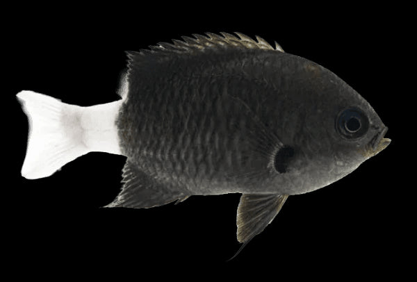 bicolour chromis - chromis margaritifer - cradle coast pet & aquarium