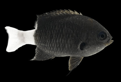 Bicolour Chromis - Chromis margaritifer - Cradle Coast Pet & Aquarium