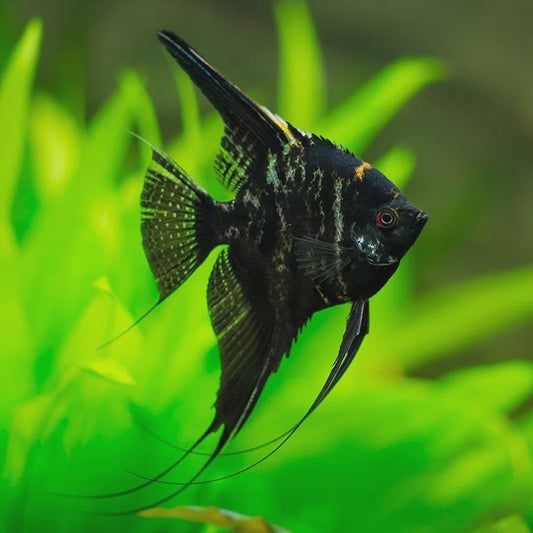 Freshwater Fish|Black Marble Angelfish - Pterophyllum scalare|Cradle Coast Pet & Aquarium