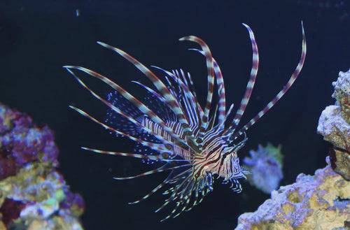 black peacock lionfish - pterois volitans