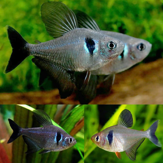 Freshwater Fish|Black Phantom Tetra - Hyphessobrycon megalopterus|Cradle Coast Pet & Aquarium