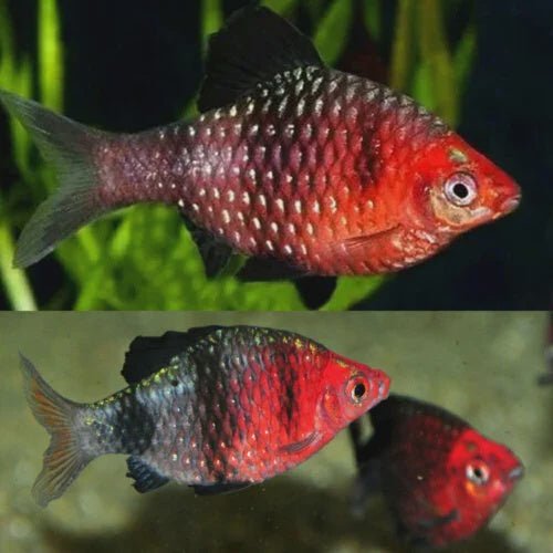 Barb | Black Ruby Barb - Pethia nigrofasciata | Cradle Coast Pet & Aquarium