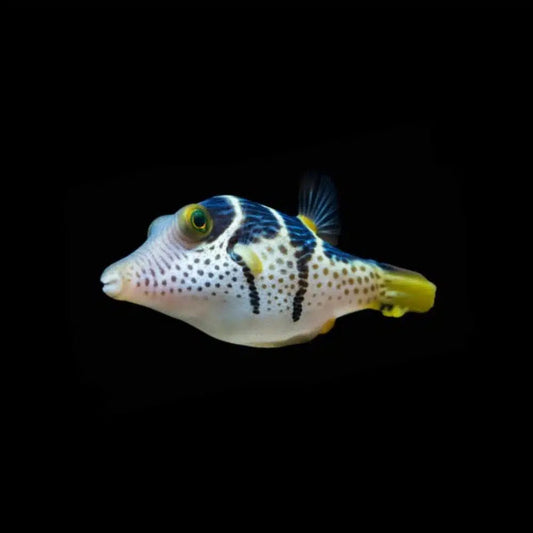 Puffer | Black Saddled (Valentini) Pufferfish - Canthigaster valentini | Cradle Coast Pet & Aquarium