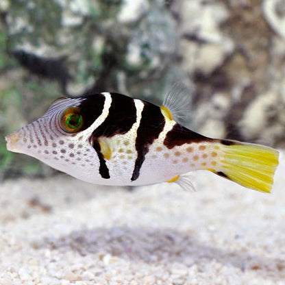 Puffer | Black Saddled (Valentini) Pufferfish - Canthigaster valentini | Cradle Coast Pet & Aquarium