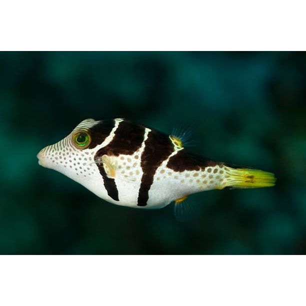Puffer | Black Saddled (Valentini) Pufferfish - Canthigaster valentini | Cradle Coast Pet & Aquarium