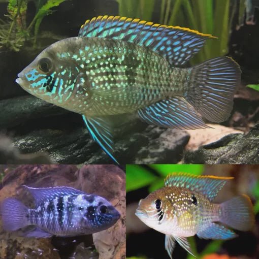 Freshwater Fish|Blue Acara - Andinocara pulcher|Cradle Coast Pet & Aquarium