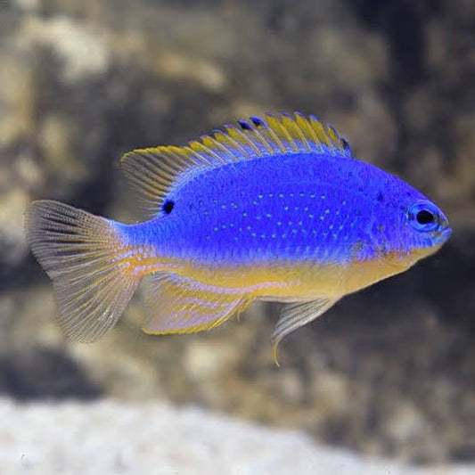 Marine Fish|Blue Devil Damselfish - Chrysiptera cyanea|Cradle Coast Pet & Aquarium