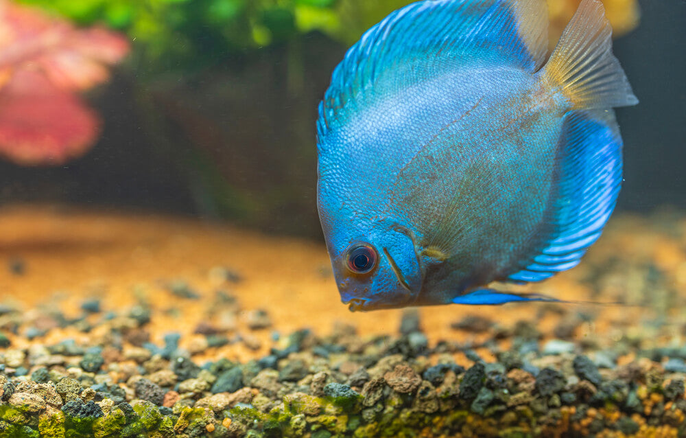 blue diamond discus - symphosodon sp. - cradle coast pet & aquarium