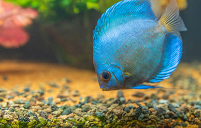 Blue Diamond Discus - Symphosodon sp. - Cradle Coast Pet & Aquarium