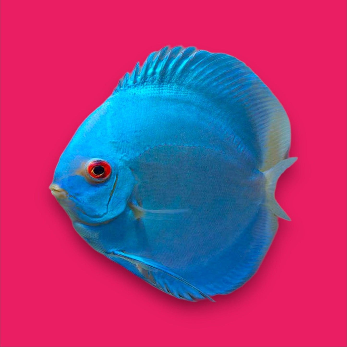 blue diamond discus - symphosodon sp. - cradle coast pet & aquarium